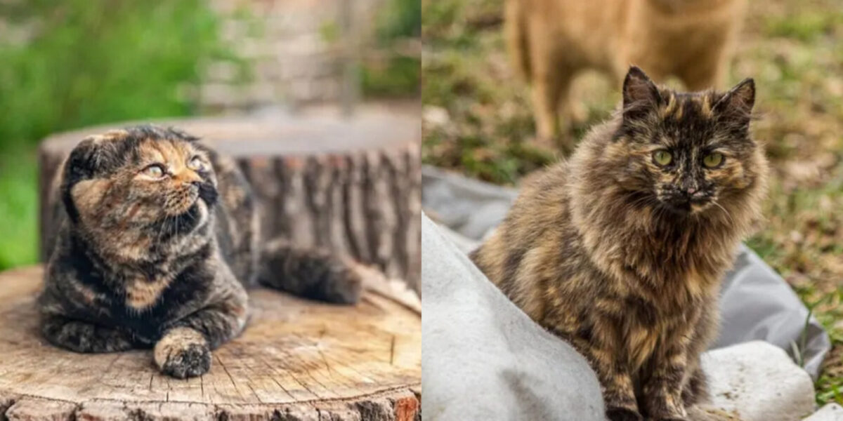 Πόσο καιρό ζουν οι γάτες Tortoiseshell; Μέση διάρκεια ζωής,  πληροφορίες & φροντίδα
