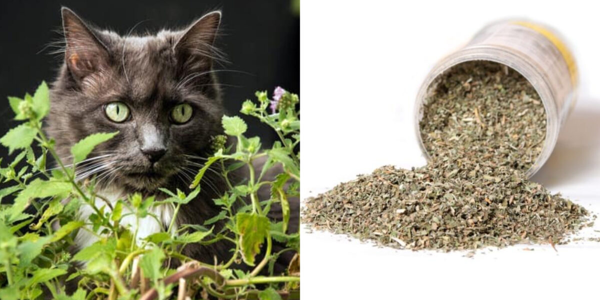 Θα βοηθήσει το catnip τις γάτες που πονάνε; Τι πρέπει να γνωρίζετε!