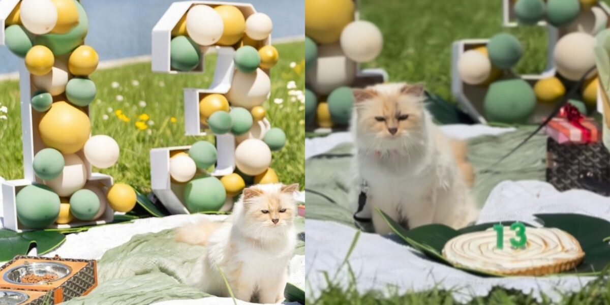 Η Choupette, η γάτα του Karl Lagerfeld, γιορτάζει τα 13α γενέθλιά της με γαλλική κομψότητα