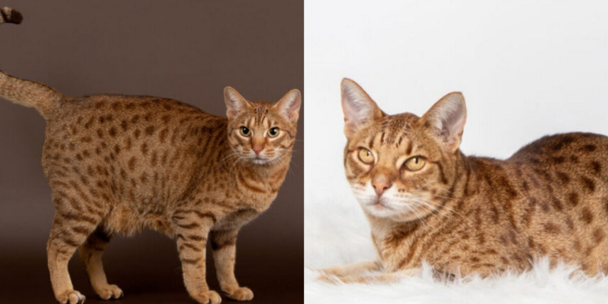 Πλεονεκτήματα και μειονεκτήματα μίας Ocicat: 9 πράγματα που πρέπει να σκεφτείτε πριν φέρετε ένα σπίτι