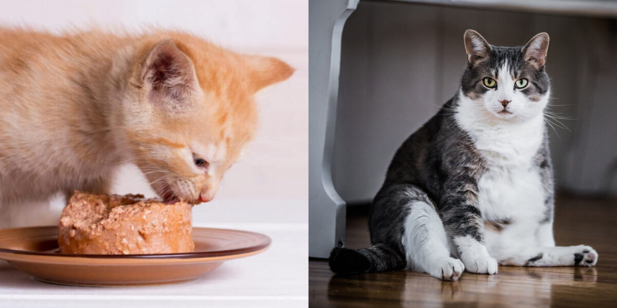 Πώς να αγοράσετε την καλύτερη τροφή για γάτες, σύμφωνα με τους κτηνιάτρους