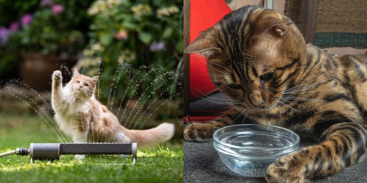 Αρέσει στις γάτες Maine Coon το νερό; Πληροφορίες & Συχνές ερωτήσεις