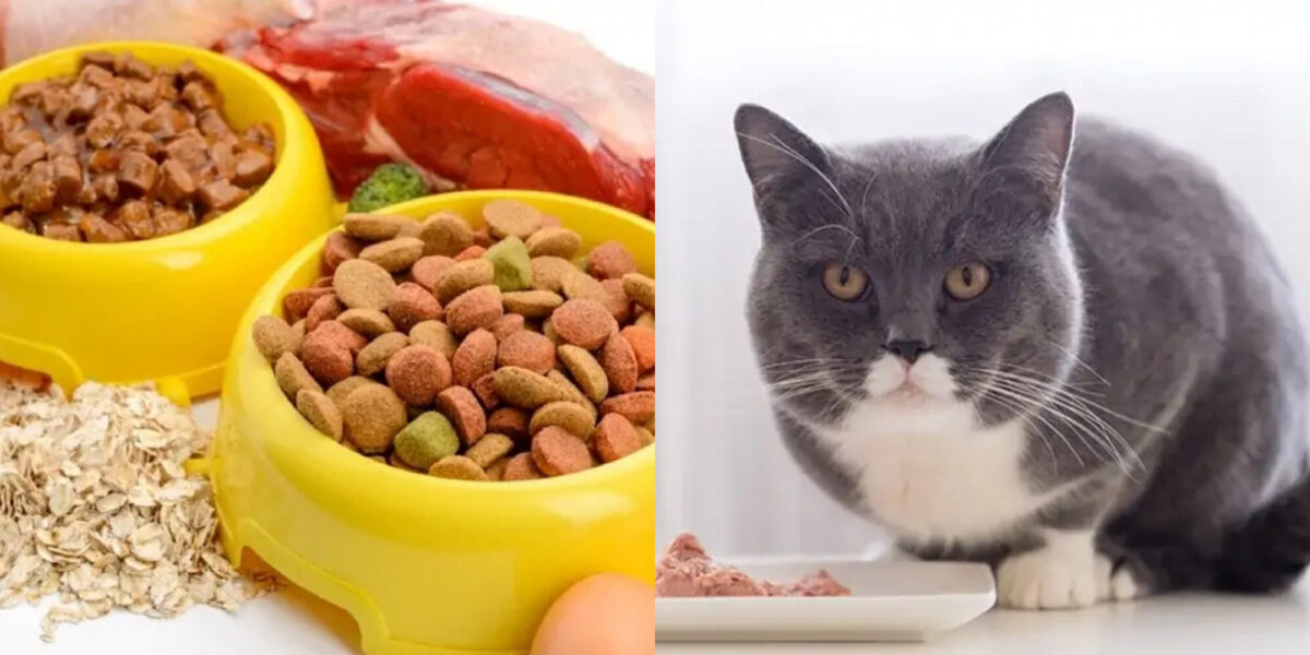 Υγρή ή ξηρή τροφή γάτας: Ποια είναι η καλύτερη για τη γάτα σας; – Χρήσιμες πληροφορίες