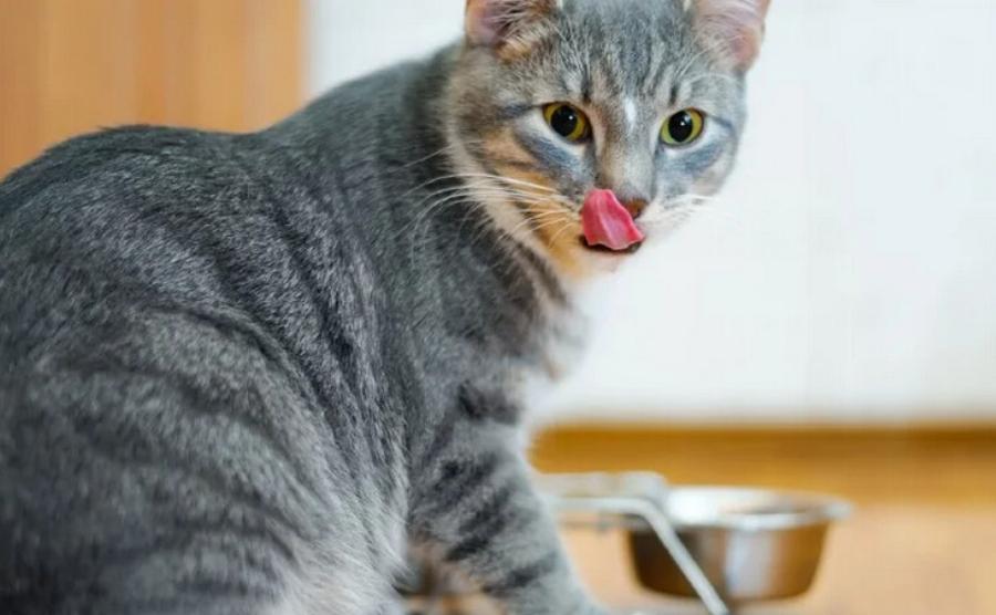 Διατροφή γάτας: Μπορούν οι γάτες να φάνε παστουρμά; Τι πρέπει να ξέρετε