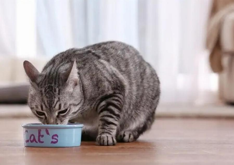 Διατροφή γάτας: Μπορούν οι γάτες να φάνε παστουρμά; Τι πρέπει να ξέρετε