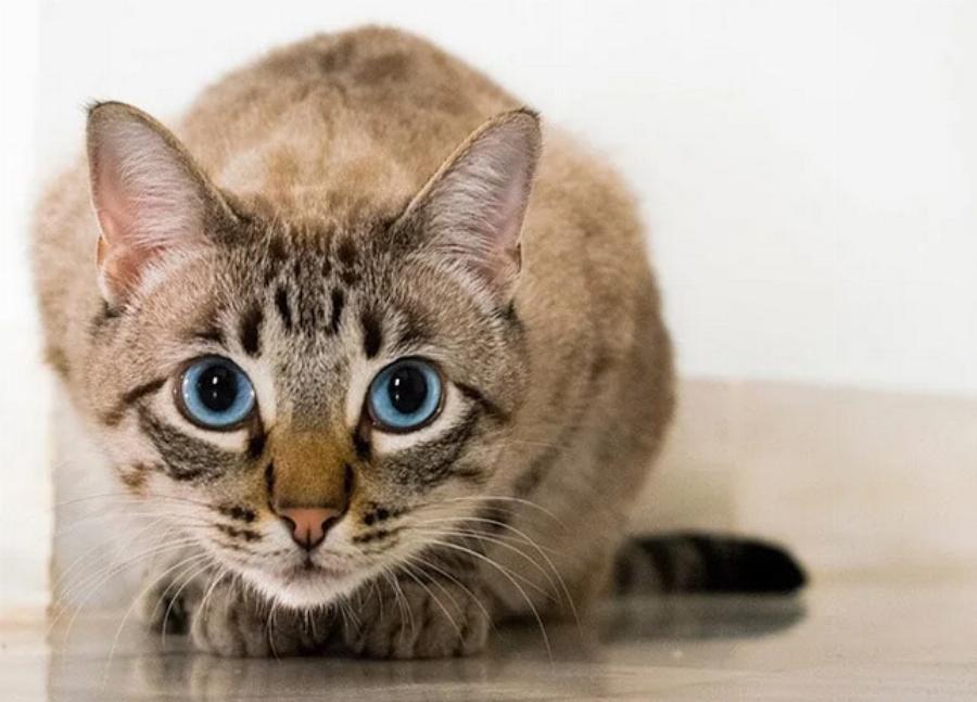 Γιατί η γάτα μου κρατάει το χέρι μου; Αυτοί είναι οι 10 πιθανοί λόγοι