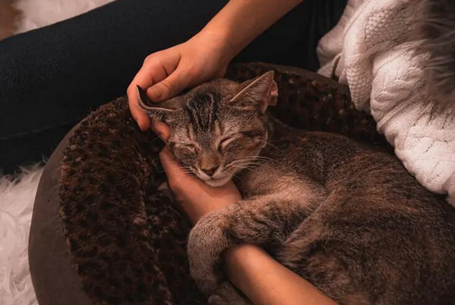 Γιατί η γάτα μου κρατάει το χέρι μου; Αυτοί είναι οι 10 πιθανοί λόγοι