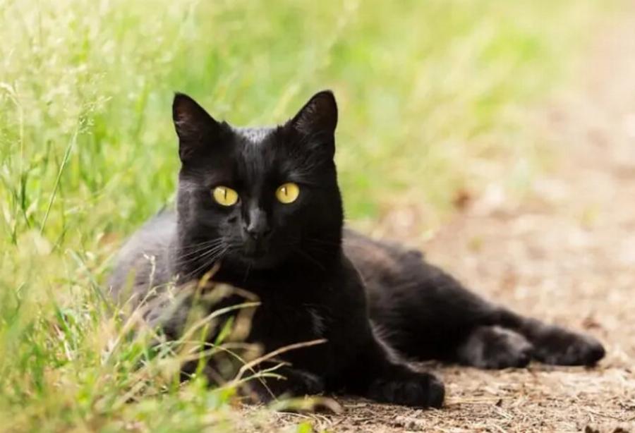 Είναι οι γάτες Bombay επιθετικές; Πληροφορίες & Συμβουλές Φροντίδας