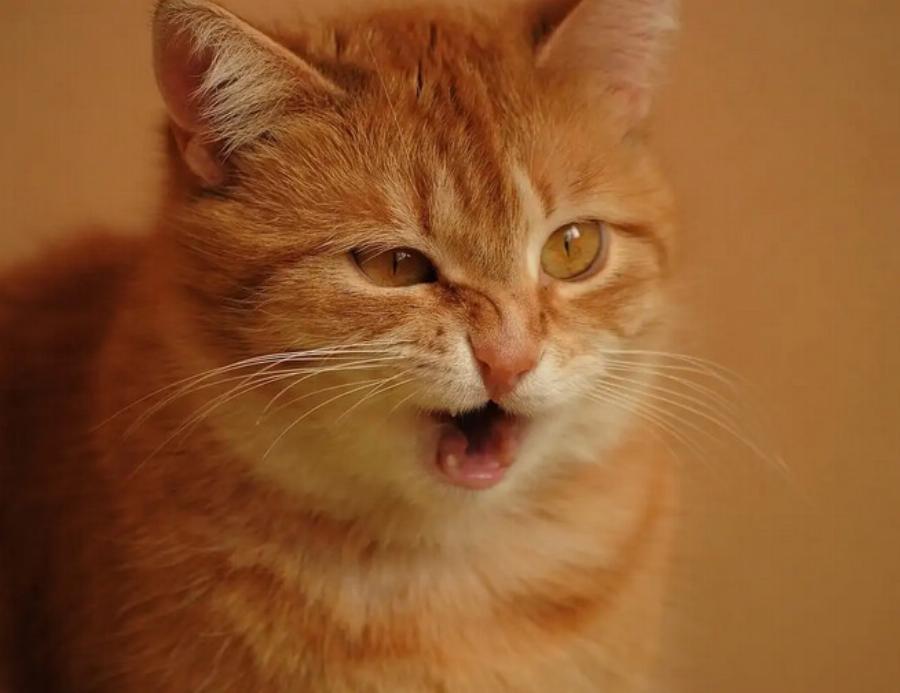 Γιατί η γάτα μου φτερνίζεται πάνω μου; Αυτοί είναι οι 7 συνηθισμένοι λόγοι