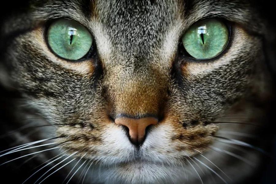 Γάτα και όραση: Μπορούν οι γάτες να δουν στο σκοτάδι;- Όλα όσα πρέπει να ξέρετε