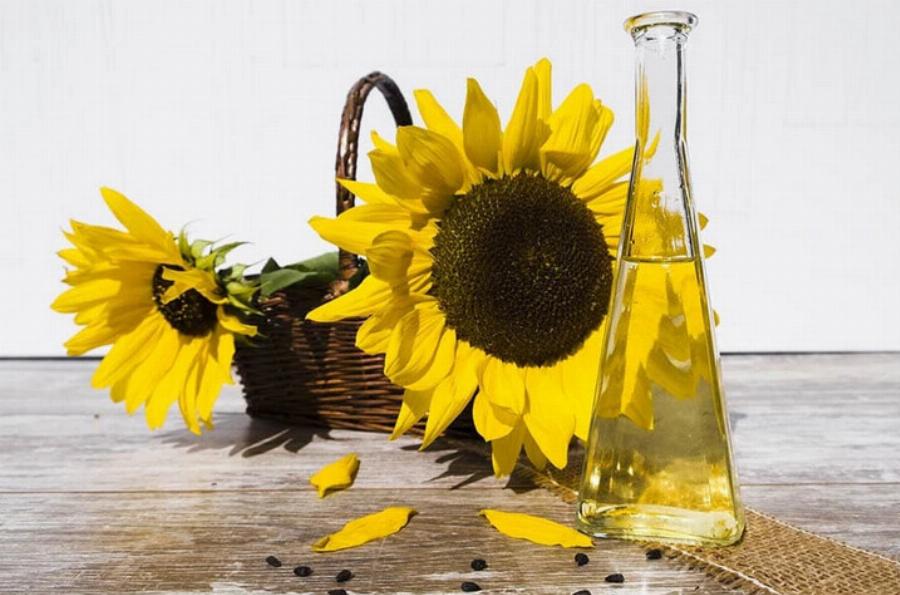 Είναι τα ηλιοτρόπια τοξικά για τις γάτες; Εγκεκριμένες από κτηνίατρο πληροφορίες