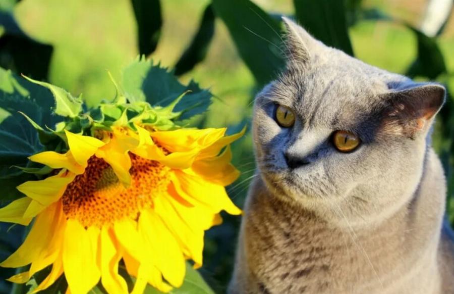 Είναι τα ηλιοτρόπια τοξικά για τις γάτες; Εγκεκριμένες από κτηνίατρο πληροφορίες