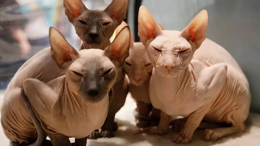 Γάτα Πιτερμπολντ (Peterbald): Χαρακτηριστικά, διατροφή, ιστορία – Γνωρίστε την πιο περίεργη ράτσα γάτας