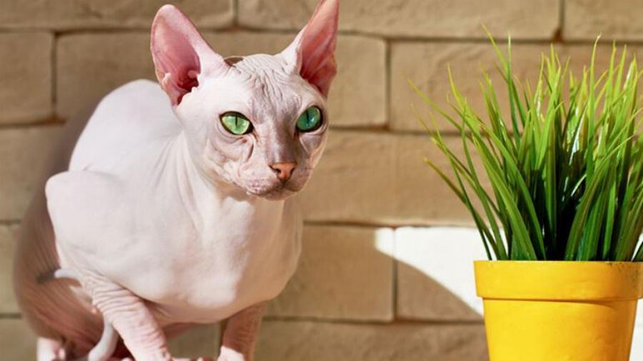 Γάτα Πιτερμπολντ (Peterbald): Χαρακτηριστικά, διατροφή, ιστορία – Γνωρίστε την πιο περίεργη ράτσα γάτας