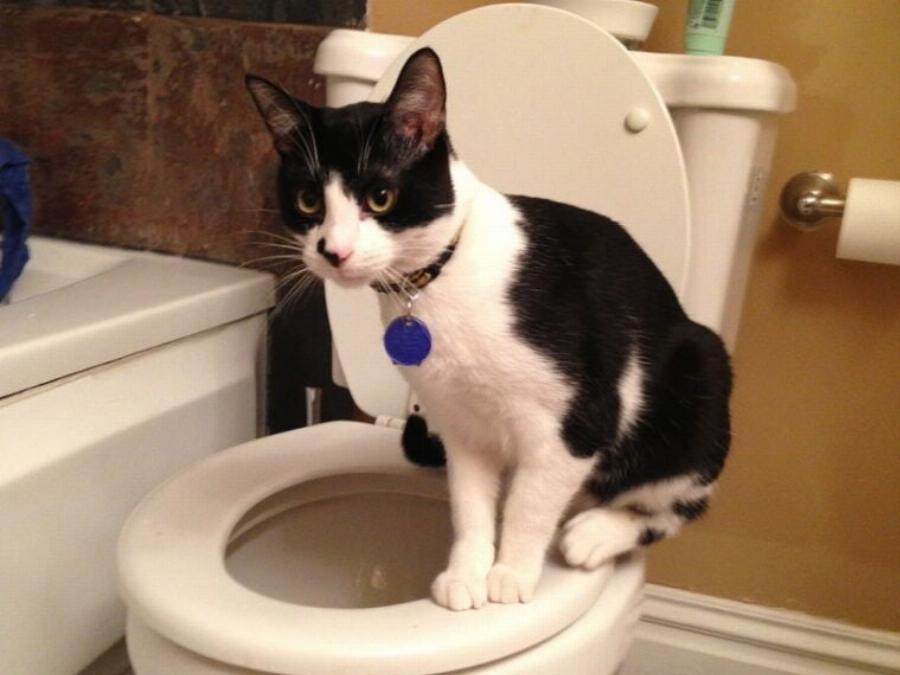 Γιατί η γάτα μου πίνει νερό από την τουαλέτα; 3 λόγοι που σύμφωνα με κτηνίατρο