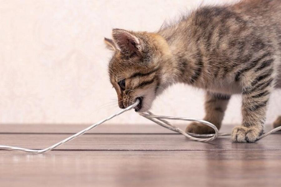 Συμπεριφορά γάτας: Πώς να σταματήσετε τη γάτα σας να μασάει τα ηλεκτρικά καλώδια