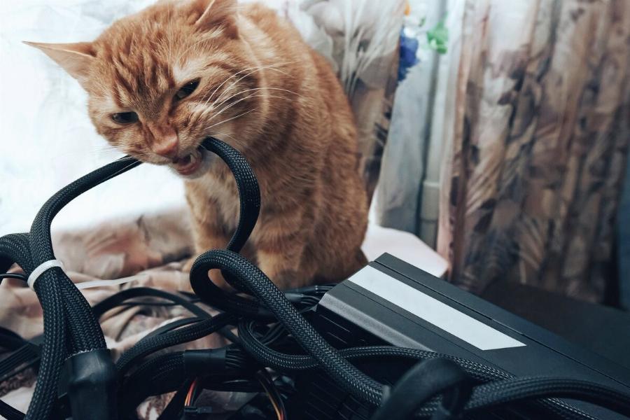 Συμπεριφορά γάτας: Πώς να σταματήσετε τη γάτα σας να μασάει τα ηλεκτρικά καλώδια