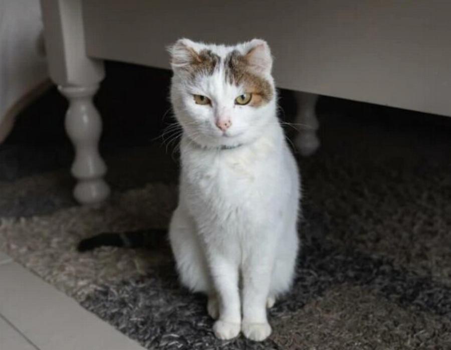 Καρκίνος του αυτιού στις γάτες: Συμπτώματα, αιτίες & θεραπείες