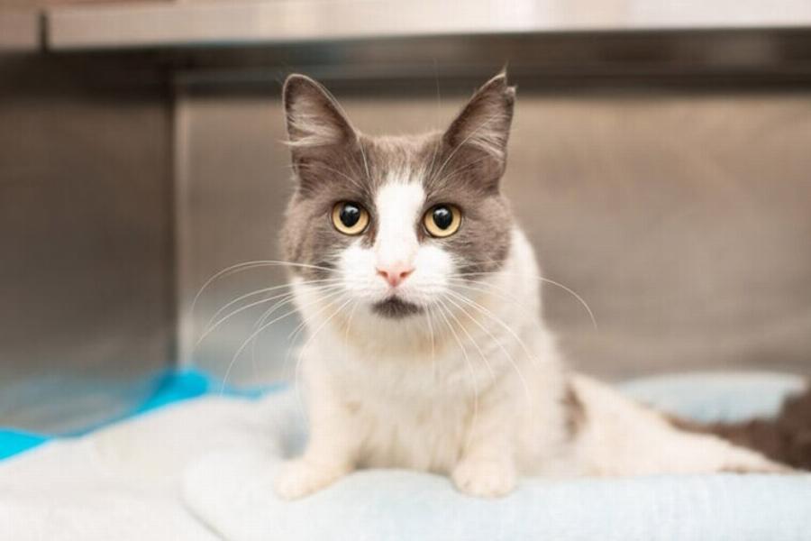 Παράλυση του κερκιδικού νεύρου σε γάτες: Τι είναι, αίτια, φροντίδα 