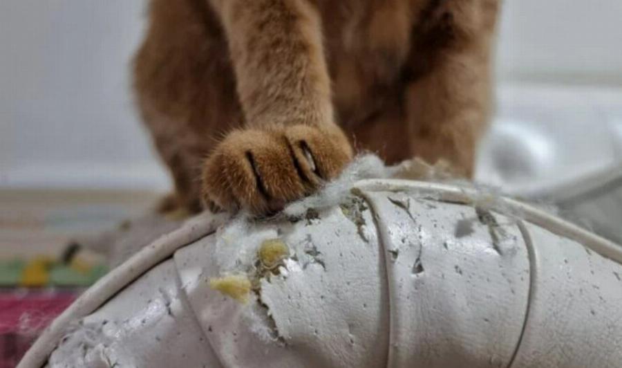 Συμπεριφορά γάτας: Ξύνουν οι γάτες δέρμα; Λόγοι & πρόληψη