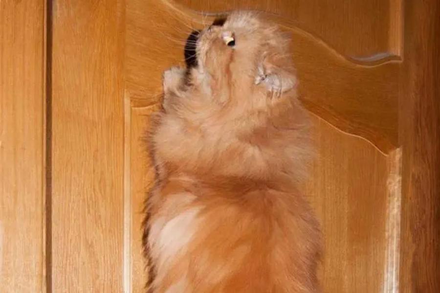 Συμπεριφορά γάτας: Ξύνουν οι γάτες δέρμα; Λόγοι & πρόληψη