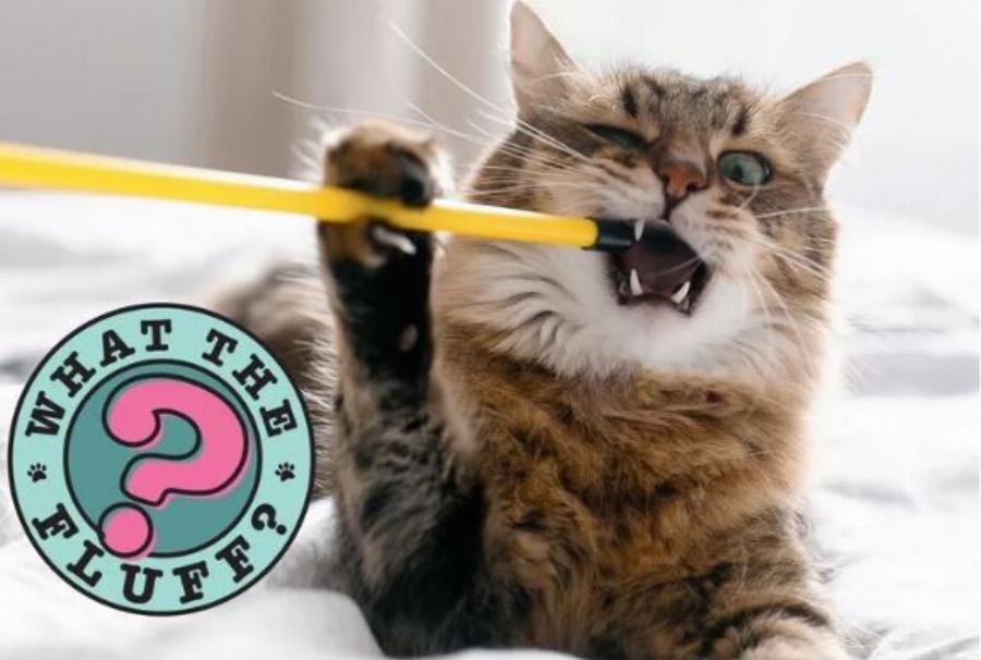 Γιατί οι γάτες τρώνε πλαστικά;