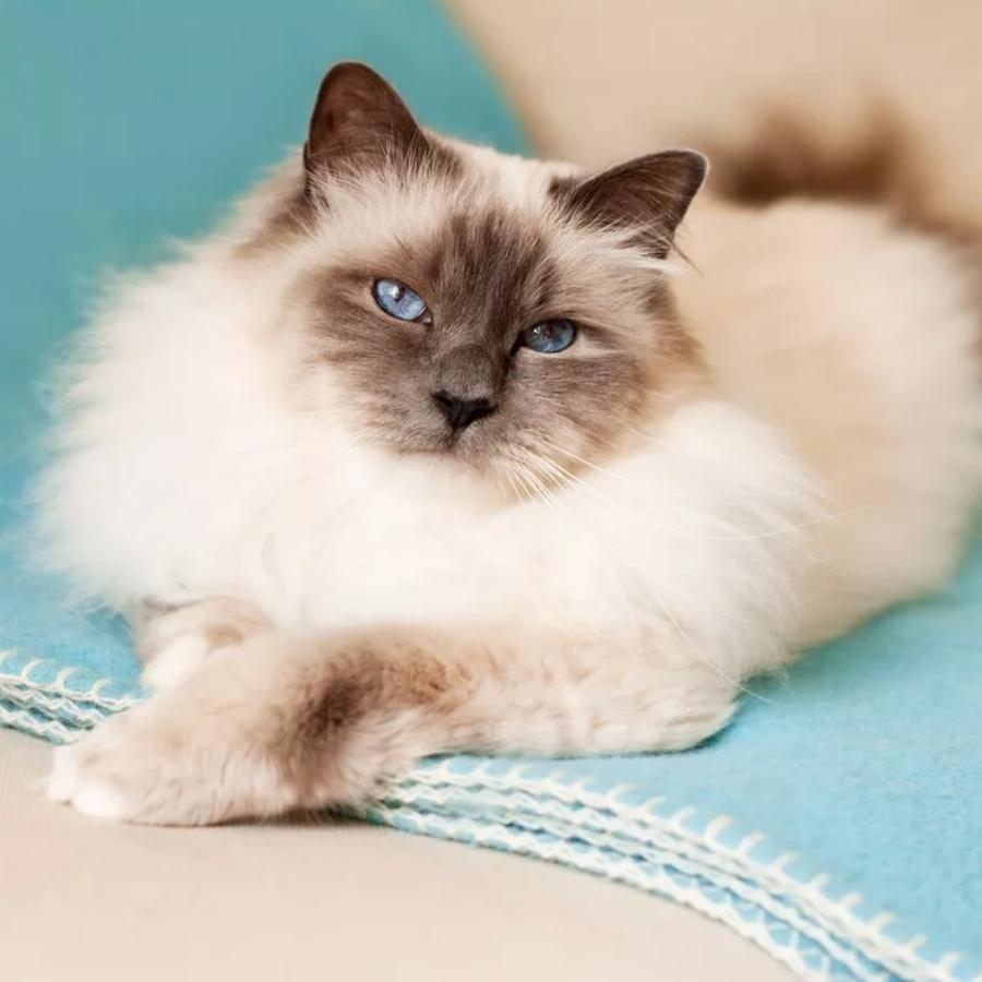 Γάτα Birman: Εμφάνιση, υγεία και συμπεριφορά κατοικιδίου