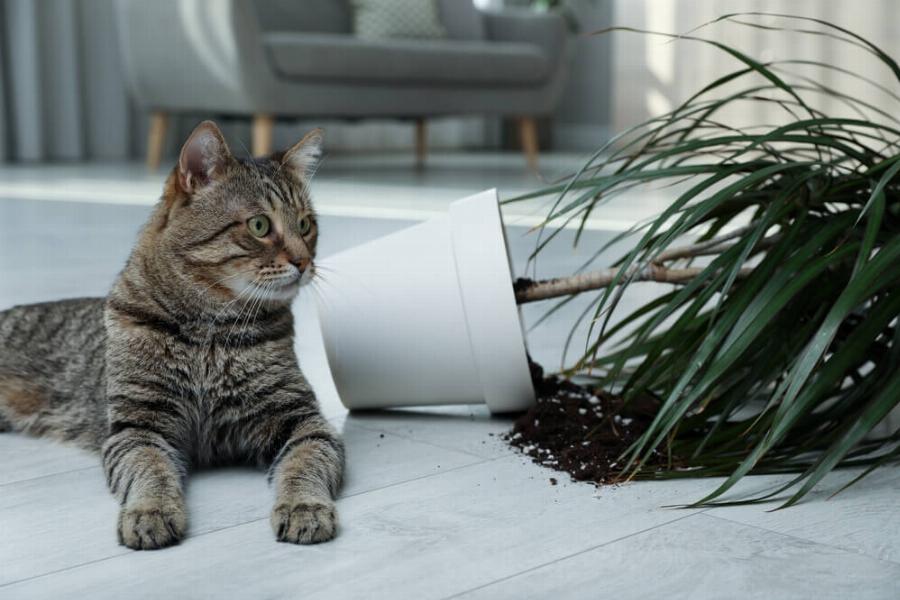 Πώς να πειθαρχήσετε μια γάτα με τον σωστό τρόπο