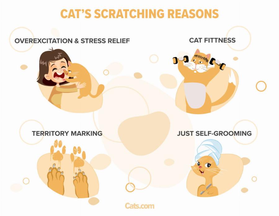 Πώς να σταματήσετε τις γάτες από το ξύσιμο των επίπλων