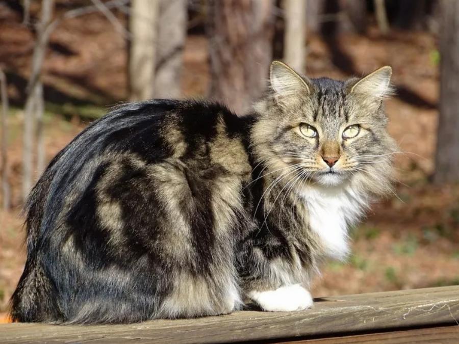 American Bobtail: Η γάτα που θα ήθελες να υιοθετήσεις αμέσως