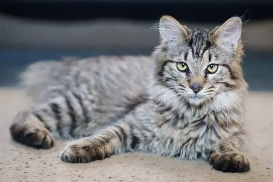 American Bobtail: Η γάτα που θα ήθελες να υιοθετήσεις αμέσως