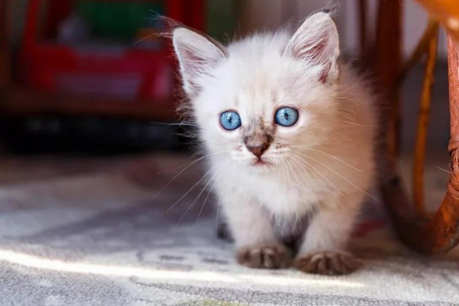 Μάθετε περισσότερα σχετικά με το να μοιράζεστε το σπίτι σας με μια όμορφη, παιχνιδιάρικη Tonkinese