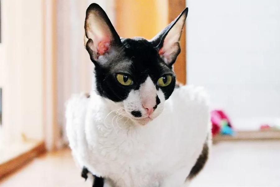 Cornish Rex: Εμφάνιση γάτας, ιδιοσυγκρασία και φροντίδα