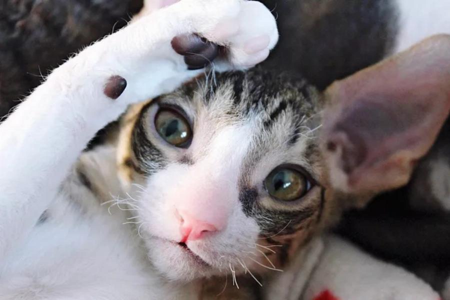 Cornish Rex: Εμφάνιση γάτας, ιδιοσυγκρασία και φροντίδα