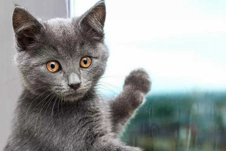 Chartreux: Μάθετε περισσότερα για αυτή τη διασκεδαστική γαλλική ράτσα γάτας