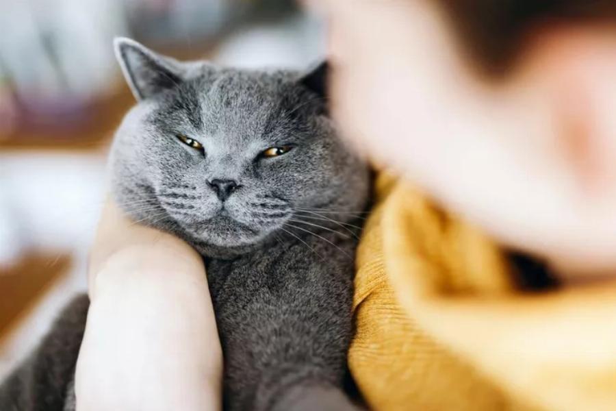 Chartreux: Μάθετε περισσότερα για αυτή τη διασκεδαστική γαλλική ράτσα γάτας