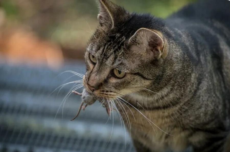 Τι συμβαίνει αν μια γάτα φάει ποντικοφάρμακο; Οδηγός υγείας και ασφάλειας εγκεκριμένος από κτηνίατρο