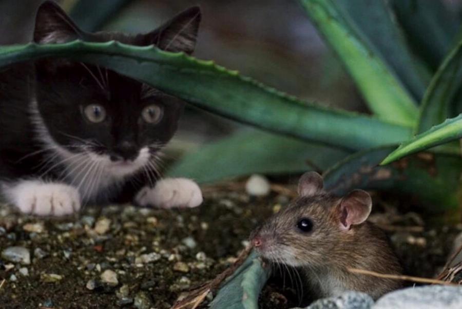 Τι συμβαίνει αν μια γάτα φάει ποντικοφάρμακο; Οδηγός υγείας και ασφάλειας εγκεκριμένος από κτηνίατρο
