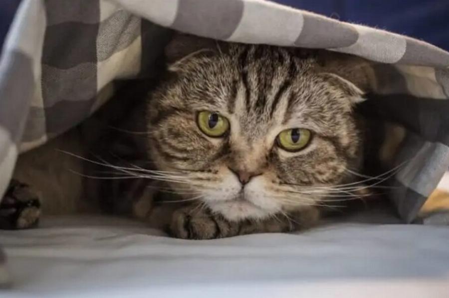 Μπορούν οι γάτες να πνιγούν όταν βρίσκονται κάτω από κουβέρτες; Πληροφορίες & συμβουλές ασφαλείας