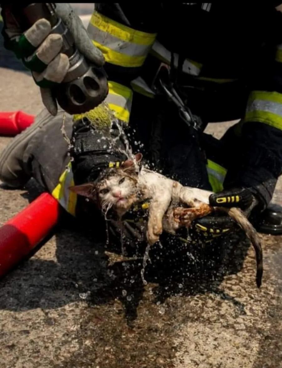 Συγκινητική εικόνα: Πυροσβέστης βρέχει ένα μισολιπόθυμο από την φωτιά γατάκι για να το συνεφέρει
