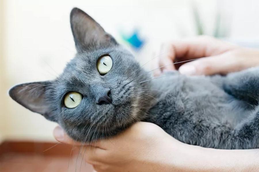 Russian Blue: Είναι έξυπνες, τρυφερές και πιστές γάτες- Ας τις γνωρίσουμε