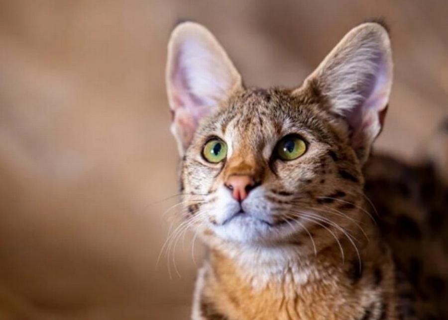 Αυτές είναι οι πιο 6 τοξικές τροφές για τις γάτες: Εγκεκριμένες Πληροφορίες