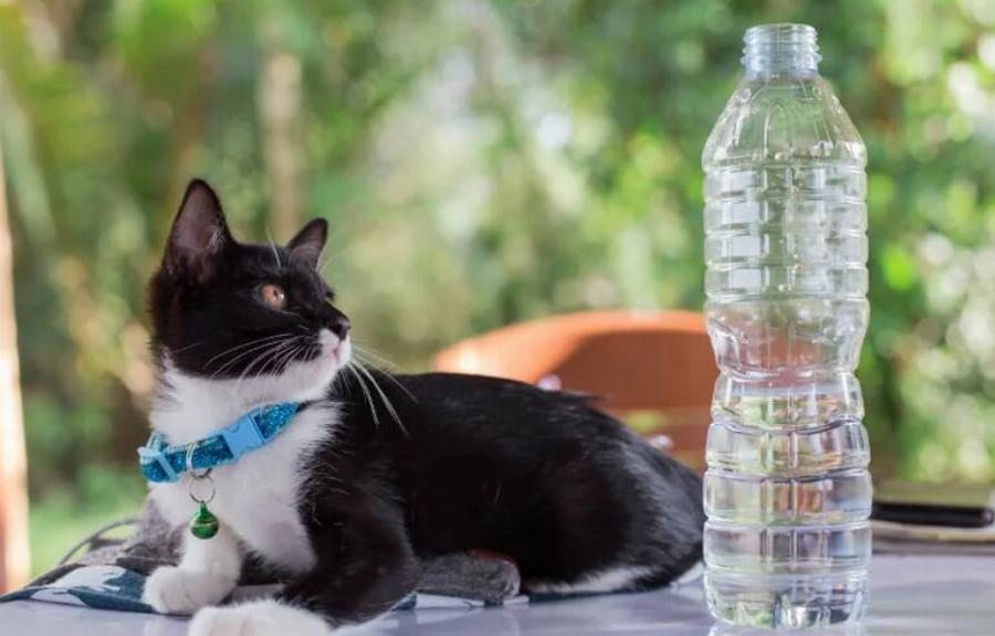 Μπορούν οι γάτες να πίνουν εμφιαλωμένο νερό; Πληροφορίες κτηνιάτρου & οδηγός ασφαλείας