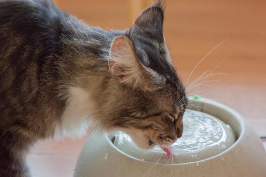 Μπορούν οι γάτες να πίνουν εμφιαλωμένο νερό; Πληροφορίες κτηνιάτρου & οδηγός ασφαλείας