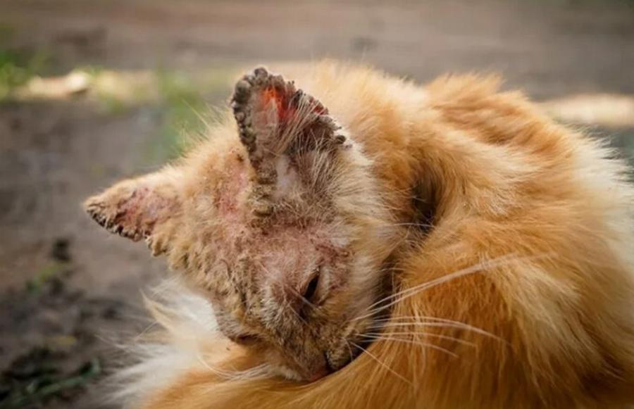 Πώς να θεραπεύσετε την ψώρα στις άγριες γάτες: 5 Μέθοδοι εγκεκριμένες από κτηνίατρο