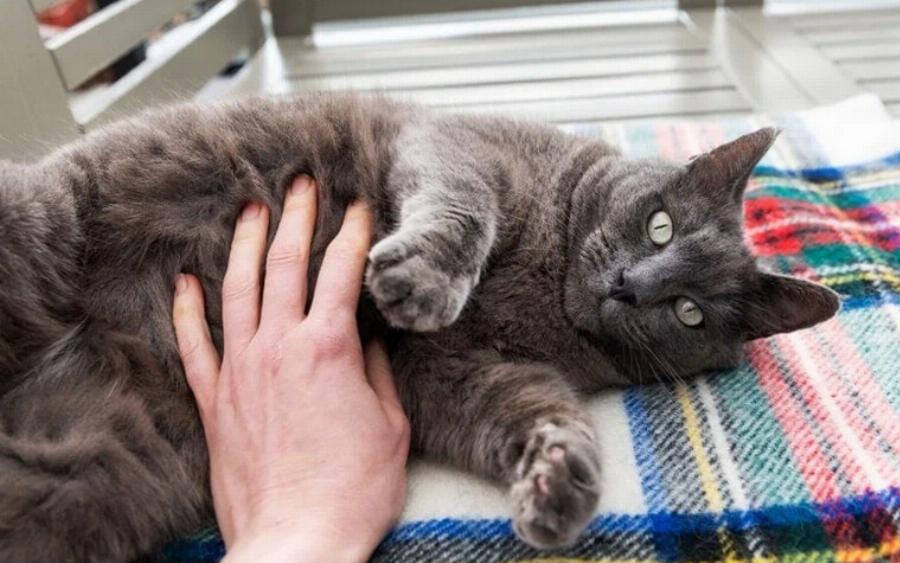 Πώς να κάνετε τη γάτα σας να έρθει στην αγκαλιά σας: 10 συμβουλές από ειδικούς