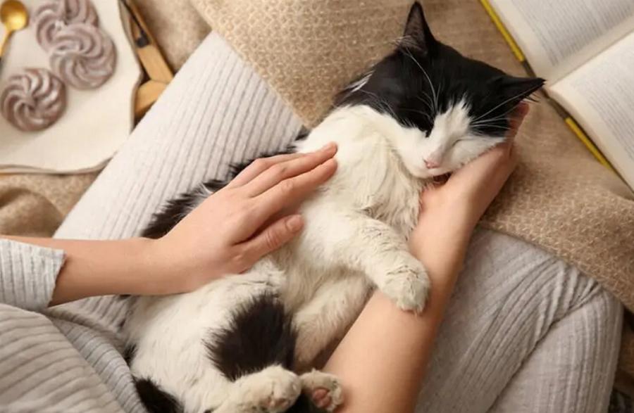 Πώς να κάνετε τη γάτα σας να έρθει στην αγκαλιά σας: 10 συμβουλές από ειδικούς