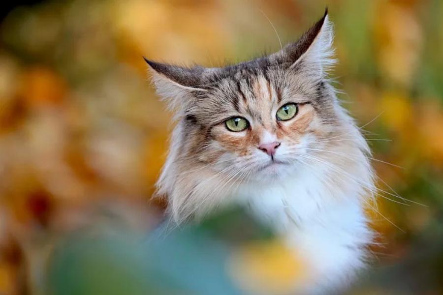 Γάτα Norwegian Forest: Όλα όσα θέλεις να μάθεις για αυτήν τη μοναδική φυλή