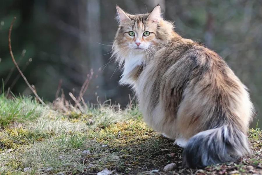 Γάτα Norwegian Forest: Όλα όσα θέλεις να μάθεις για αυτήν τη μοναδική φυλή