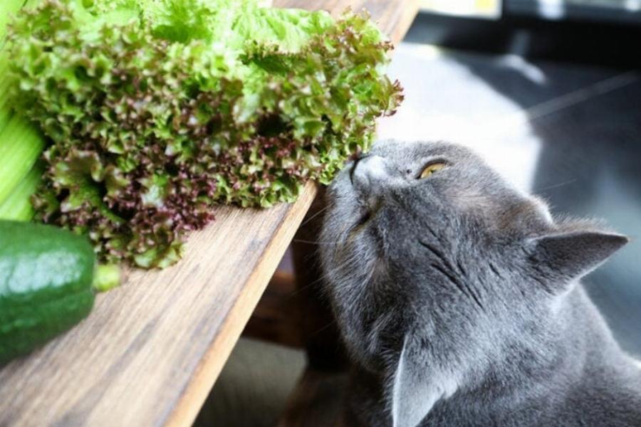 Μπορούν οι γάτες να φάνε σαλάτα; Οδηγός ασφάλειας & Συχνές ερωτήσεις εγκεκριμένες από κτηνίατρο